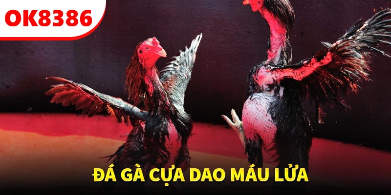 Đá gà cựa dao hấp dẫn